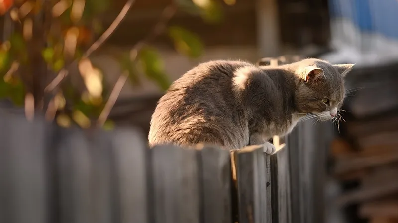 За кормление соседского кота в Швейцарии судят пенсионерку