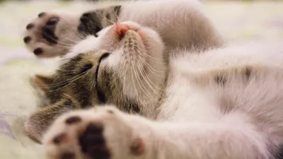 кошки, квартиры, идеал, породы, выбор, фото - Новости Zakon.kz от 12.05.2025 09:44