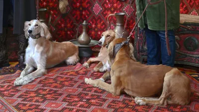 Тазы, казахская порода, собака Тазы, сурет - Zakon.kz жаңалық 30.06.2025 09:12