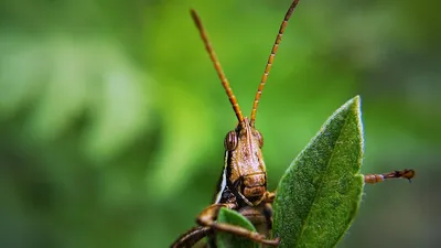 Саранча , фото - Новости Zakon.kz от 14.05.2025 15:14