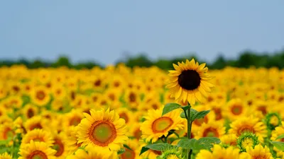 Очень сильная жара и дожди с грозами: в "Казгидромете" дали прогноз на 15 мая, фото - Новости Zakon.kz от 14.05.2025 17:57