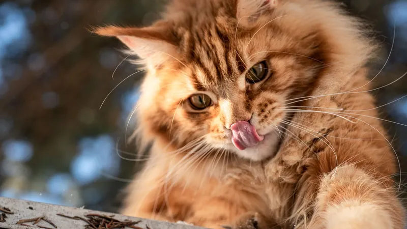 Каких кошек ни в коем случае нельзя заводить