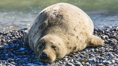 тюлень лежит на гальке, фото - Новости Zakon.kz от 16.05.2025 11:44