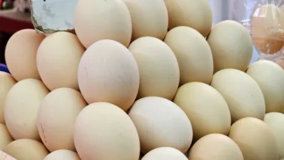 Куриные яйца, яйцо, сурет - Zakon.kz жаңалық 20.11.2025 11:18