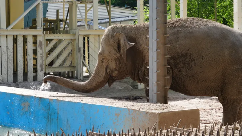 "Кайрат" – чемпион: слониха из зоопарка Алматы угадывает исходы футбольных матчей