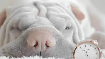 шарпей, собаки, породы, агрессия, дети, фото - Новости Zakon.kz от 19.05.2025 10:34