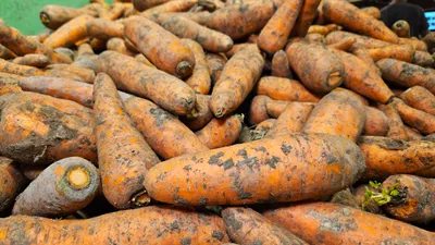 Казахстан введет запрет на вывоз моркови