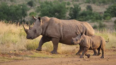 носорог, рога, угроза, вымирание, лекарства, миф, зоопарк, Африка, Алматы, фото - Новости Zakon.kz от 21.05.2025 10:15