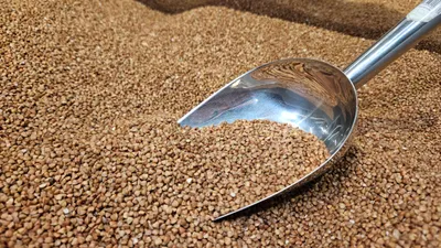 Крупы, злаки, крупа, зерновые, каши, зерновые культуры, зерновая продукция, зерновой продукт, гречневая крупа, гречка, фото - Новости Zakon.kz от 08.12.2025 15:44