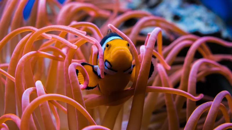 Рыбы-клоуны уменьшают свои тела, чтобы пережить нагрев океана