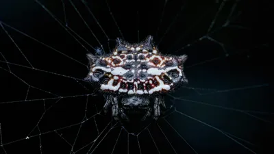 Паутина, тьма, паук, фото - Новости Zakon.kz от 22.05.2025 04:20