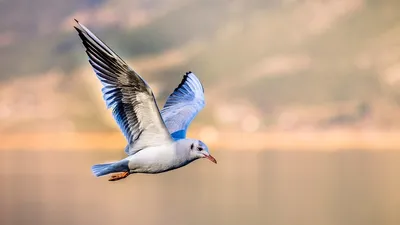 Шведская чайка задержана в Эфиопии из-за подозрения в шпионаже, фото - Новости Zakon.kz от 23.05.2025 08:30