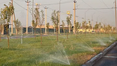 деревья, Шымкент, озеленение, акимат, фото - Новости Zakon.kz от 11.07.2025 09:41