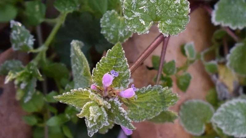 Заморозки ожидаются в ряде областей Казахстана в пятницу