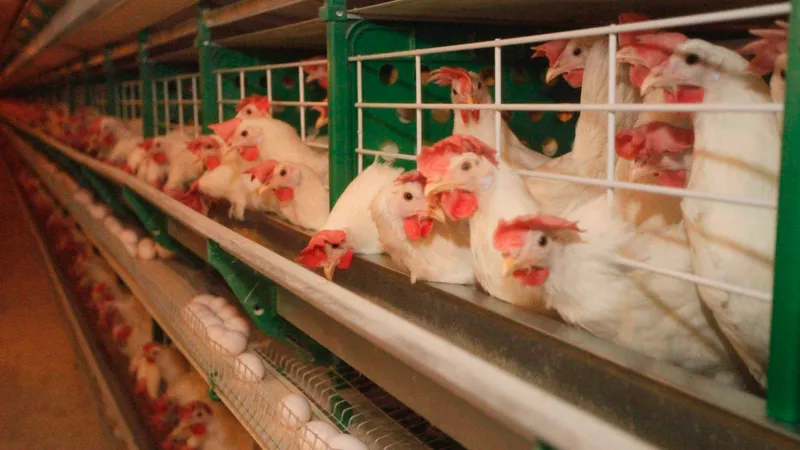 Пять новых птицефабрик заработают в Казахстане до конца 2025 года