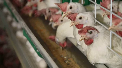 Птицеводство, птицефабрика, птицы, курица, яйца, клеточная батарея, яичные куры, фото - Новости Zakon.kz от 04.12.2025 15:55