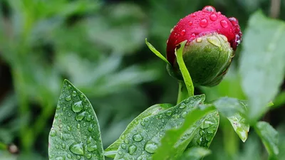 капли воды на цветах, фото - Новости Zakon.kz от 24.05.2025 09:05