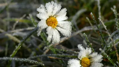 Заморозки, ливни и сильная жара: какой будет погода в Астане, Алматы и Шымкенте 24-26 мая, фото - Новости Zakon.kz от 23.05.2025 14:59