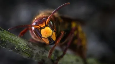 Насекомое, растение, природа, фото - Новости Zakon.kz от 24.05.2025 07:19