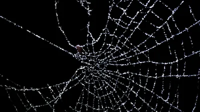 Очередная напасть: в Атырау появились гигантские пауки неизвестного происхождения, фото - Новости Zakon.kz от 26.05.2025 19:04