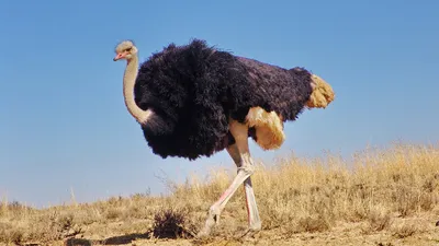 страус, жестокость, посетители, зоопарк Шымкента, фото - Новости Zakon.kz от 26.05.2025 17:57