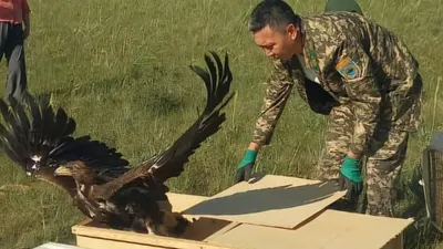 Беркутов выпустили в природу в области Жетысу, фото - Новости Zakon.kz от 27.05.2025 06:50