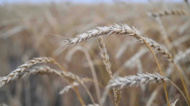 Глютамин и крахмал начнут производить в Казахстане