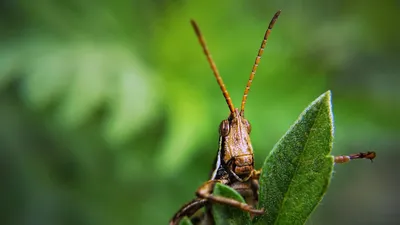 Саранча , фото - Новости Zakon.kz от 27.05.2025 12:05