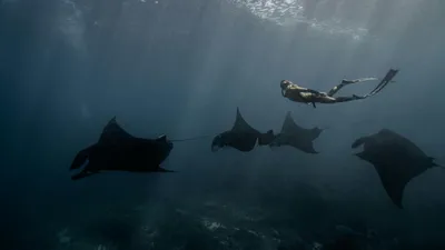 Человек и скаты на дне океана, фото - Новости Zakon.kz от 28.05.2025 04:30