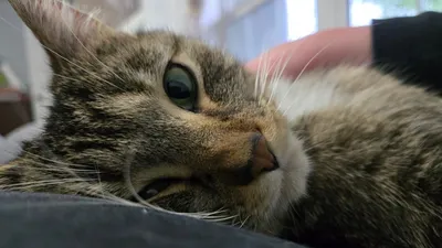 кошка Битси, у которой было шесть лап, фото - Новости Zakon.kz от 27.05.2025 12:16