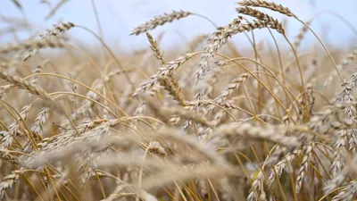 Зерно, пшеница, посев, сбор зерна, урожай, сельское хозяйство , сурет - Zakon.kz жаңалық 22.10.2025 19:44