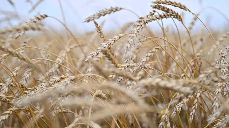 Қазақстанда қамбаға келіп түскен астықтың тең жартысына жуығы жоғары класқа жатпайды