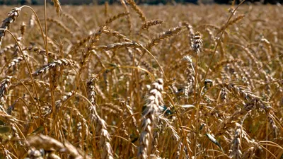 Зерно, пшеница, посев, сбор зерна, урожай, сельское хозяйство , фото - Новости Zakon.kz от 11.06.2025 15:55