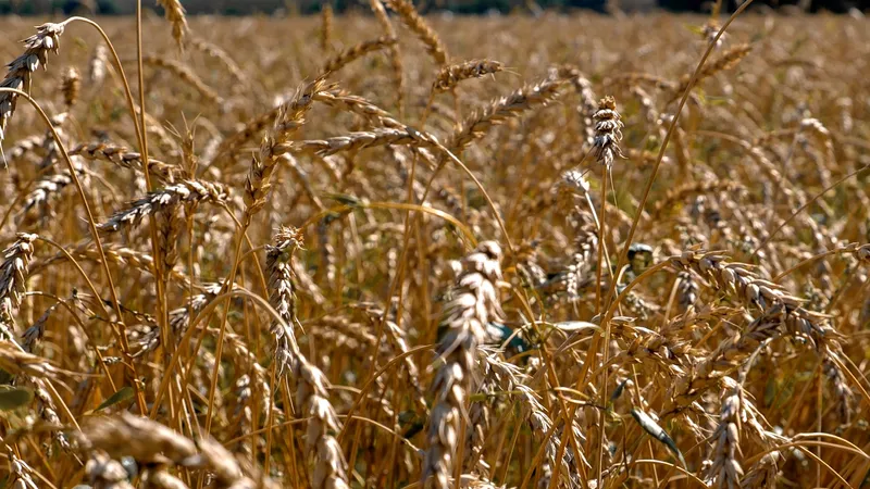 Расширен перечень сельхозпродукции, по которой устанавливается гарантированная закупочная цена