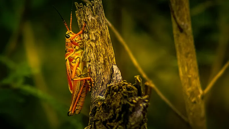 МСХ опровергает слухи о нашествии саранчи