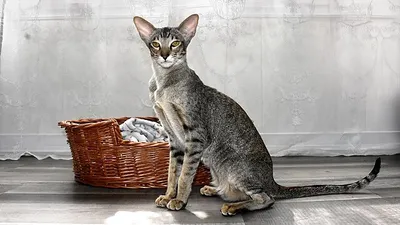 кошка породы ориентальная короткошерстная, фото - Новости Zakon.kz от 28.05.2025 13:19