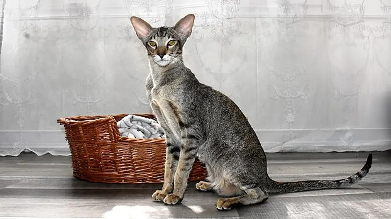 Какие породы кошек выбирают неординарные люди