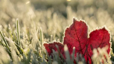 регионы Казахстана, 29 мая, заморозки, фото - Новости Zakon.kz от 28.05.2025 17:55