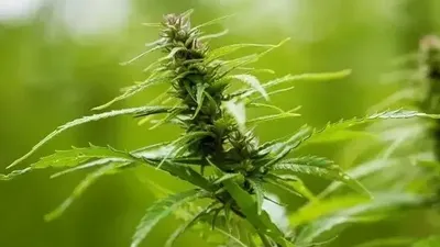 мажилис, законы, производство , фото - Новости Zakon.kz от 28.05.2025 16:04