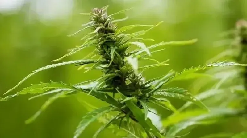 Мажилис принял закон о производстве промышленной конопли в Казахстане