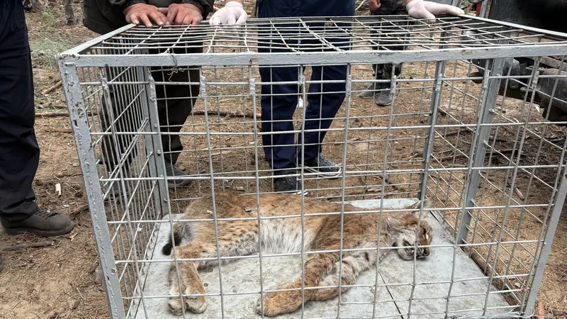 В области Абай пытаются выходить рысь, едва не погибшую под колесами автомобиля