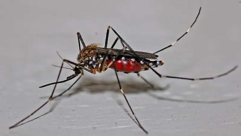 Названы цвета-невидимки одежды для комаров