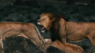 Животные, природа, деревья, фото - Новости Zakon.kz от 28.05.2025 08:18