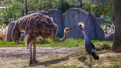 зоопарк, Шымкент, подросток, нарушения, наказание, страус, фото - Новости Zakon.kz от 29.05.2025 14:58