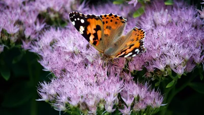 Ботсад Алматы, обращение, работа, фото - Новости Zakon.kz от 29.05.2025 10:19