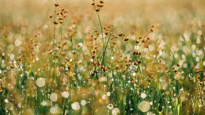 земельные участки, собственность, аренда, возврат, фото - Новости Zakon.kz от 29.05.2025 16:19