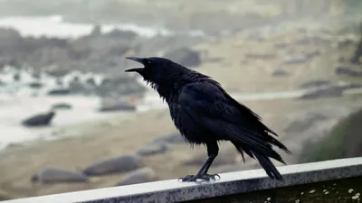 Птица, вода, небо, фото - Новости Zakon.kz от 29.05.2025 06:17