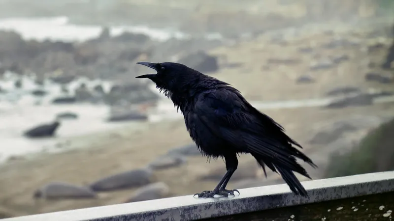 Жительница Усть-Каменогорска попала в травмпункт после нападения вороны