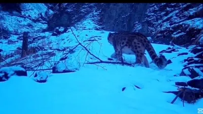 Снежный барс , фото - Новости Zakon.kz от 30.05.2025 01:06