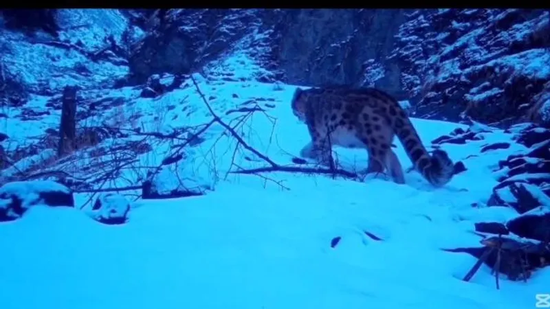 В нацпарках Казахстана засняли снежного барса и бурого медведя из Красной книги